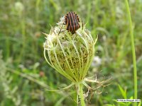 Streifenwanze (Graphosoma lineatum)